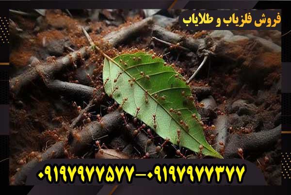 نماد مورچه در دفینه یابی