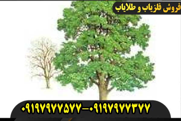 نماد درخت در دفینه یابی